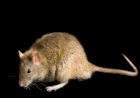 Benue records fresh Lassa Fever death as Doctor succumbs to virus  ...state govt launches contact tracing, suspends plans to declare outbreak over