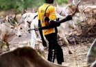 Benue community under siege as suspected herdsmen kill two, rustle nearly 50 cattle