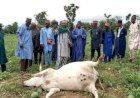Panic in Nasarawa as over 20 cattle die after grazing on farmer's crops