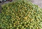 BIPC warns against export of Benue oranges, seeks support for local processing