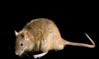 Benue records fresh Lassa Fever death as Doctor succumbs to virus  ...state govt launches contact tracing, suspends plans to declare outbreak over