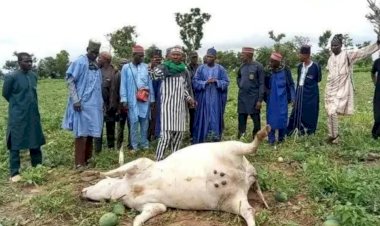 Panic in Nasarawa as over 20 cattle die after grazing on farmer's crops