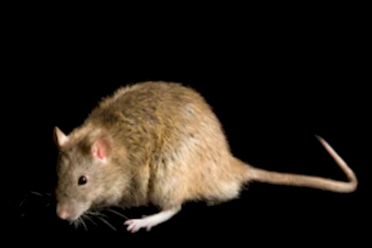 Benue records fresh Lassa Fever death as Doctor succumbs to virus  ...state govt launches contact tracing, suspends plans to declare outbreak over