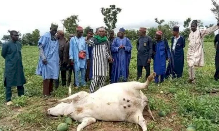 Panic in Nasarawa as over 20 cattle die after grazing on farmer's crops