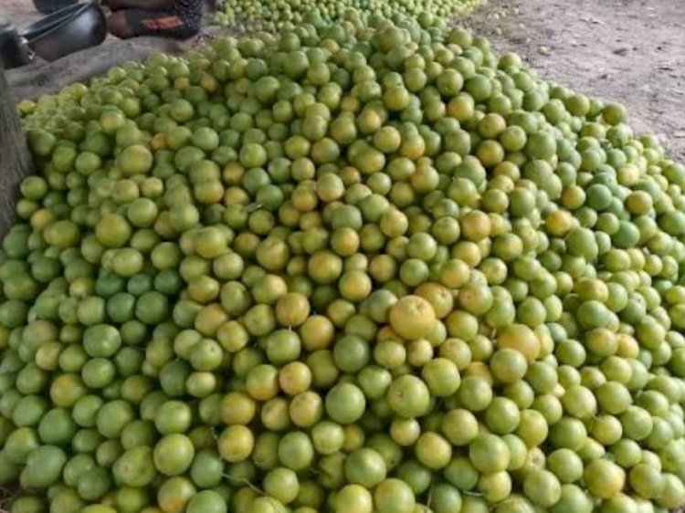 BIPC warns against export of Benue oranges, seeks support for local processing
