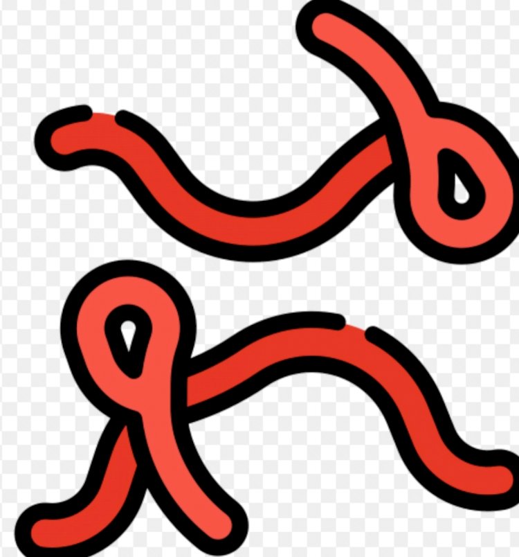 FG Confirms Imported Ebola Case in Abuja, Tracks 44 Contacts